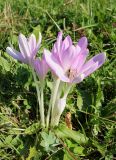 Colchicum autumnale