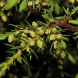 Juniperus communis