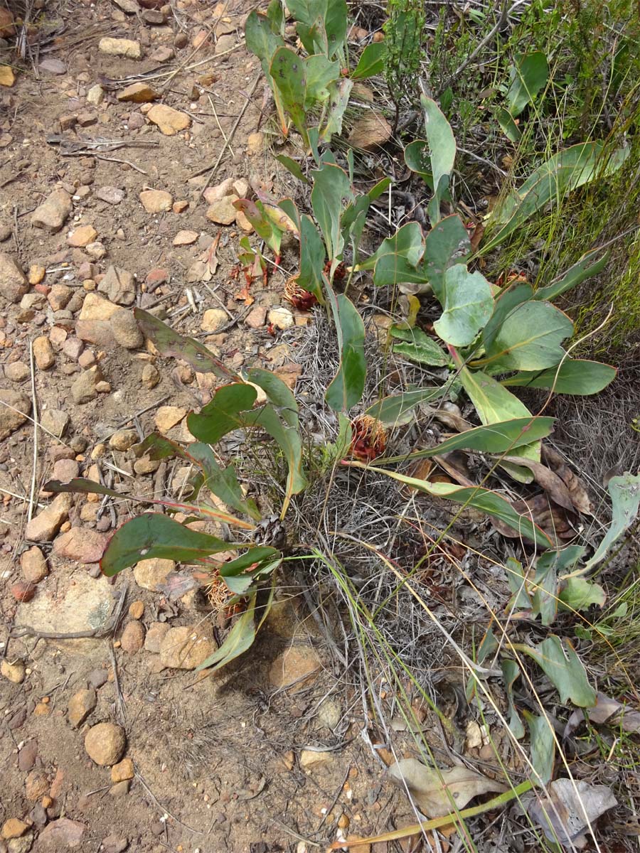 Image of Protea acaulos specimen.