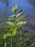 Sium latifolium. Надводный лист. Чувашия, окр. г. Шумерля, пойма р. Сура, оз. Щучья Лужа. 11 июня 2008 г.