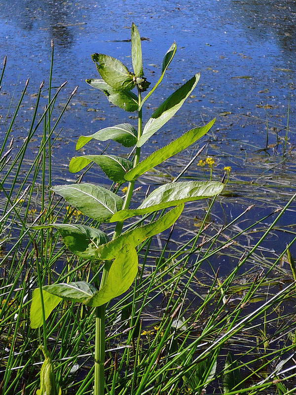 Image of Sium latifolium specimen.