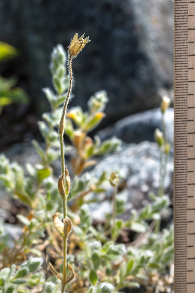 Изображение особи Cerastium alpinum.