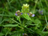 Смотреть изображение Prunella vulgaris