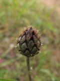 Centaurea scabiosa. Нераскрывшееся соцветие. Беларусь, Гродненская обл., Новогрудский р-н, Кошелевский сельсовет, деревня Кустино, суходольный злаково-разнотравный луг. 05.10.2018.