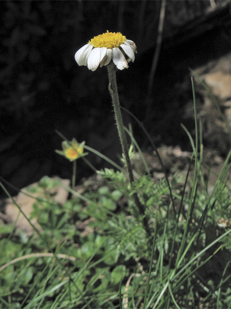 Изображение особи Achillea schurii.