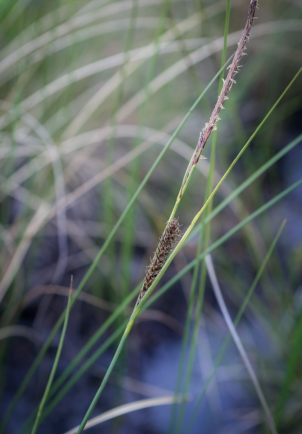 Image of Carex lasiocarpa specimen.