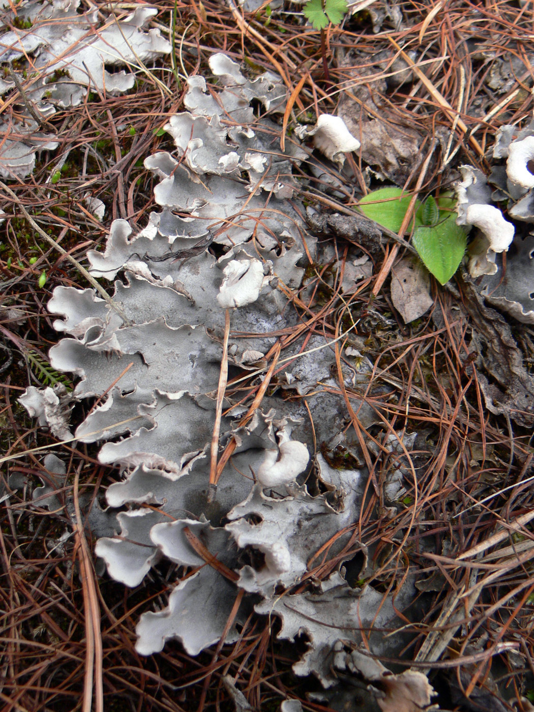 Image of Peltigera rufescens specimen.