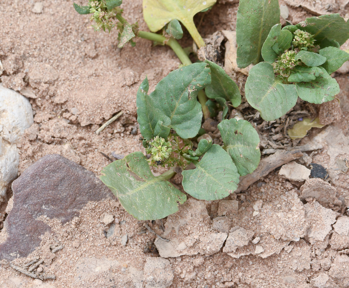 Image of Rumex spinosus specimen.