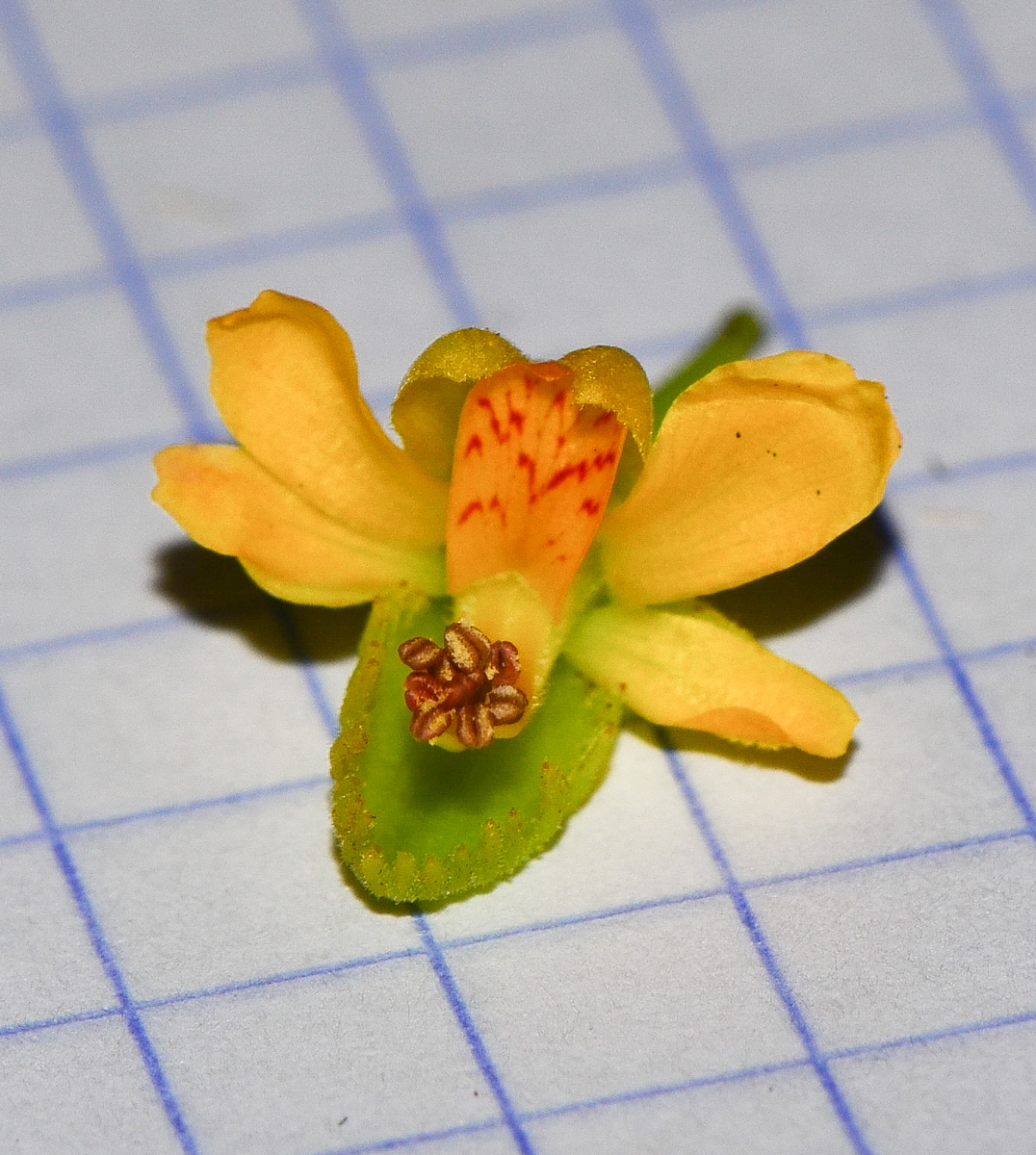 Image of Caesalpinia spinosa specimen.