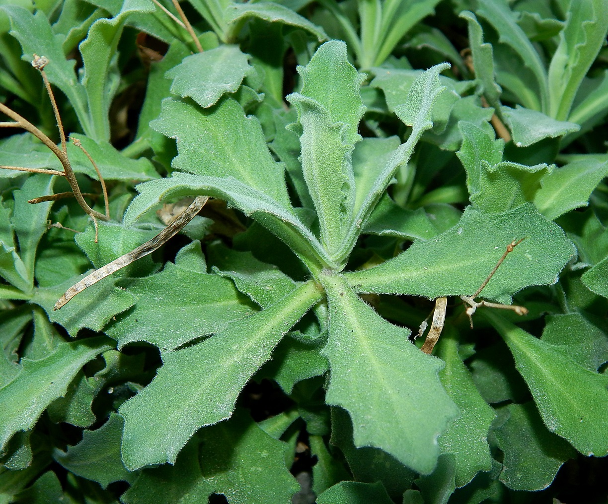 Изображение особи Arabis caucasica.