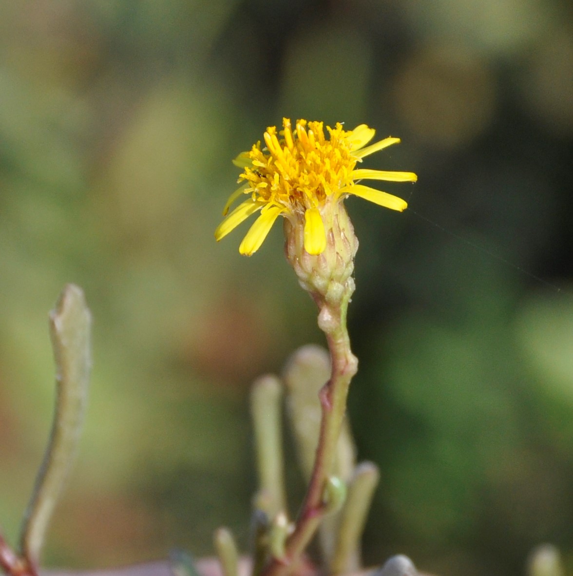 Image of Limbarda crithmoides ssp. longifolia specimen.