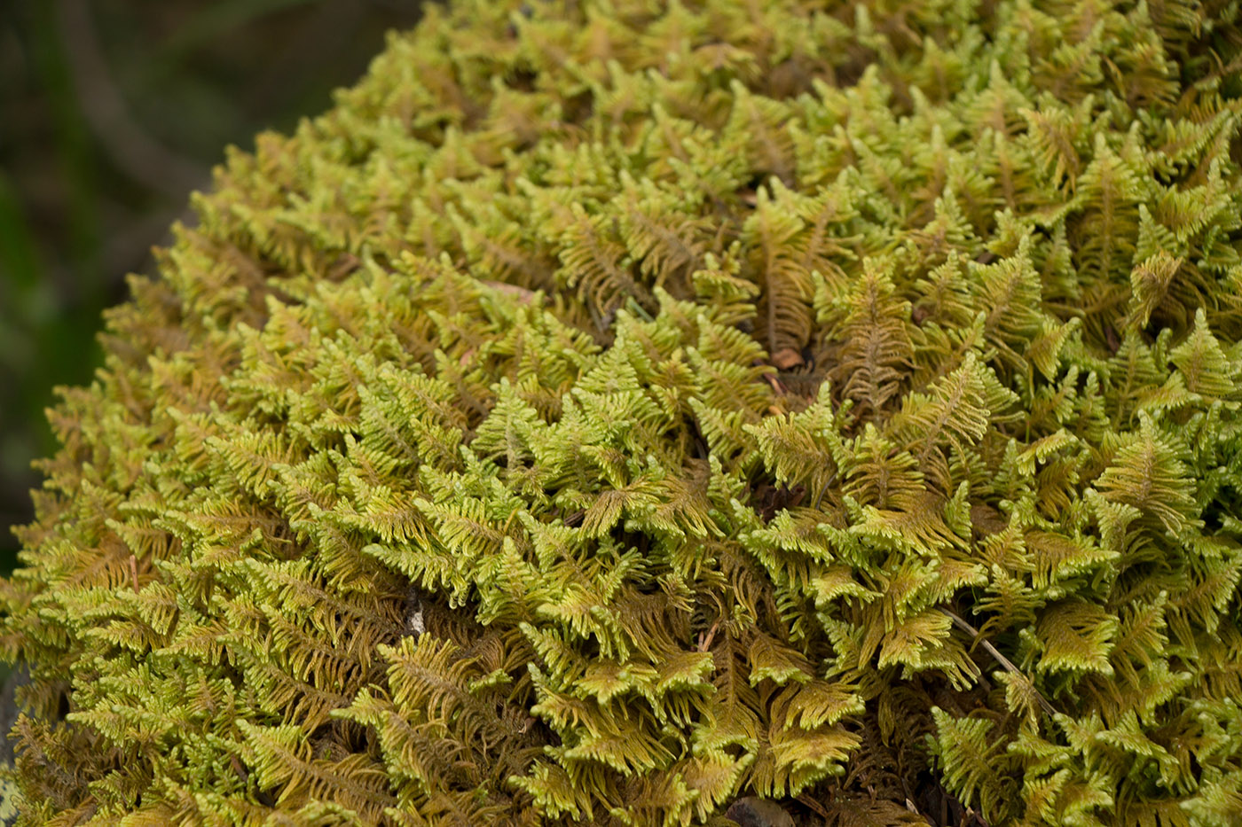 Изображение особи Ptilium crista-castrensis.