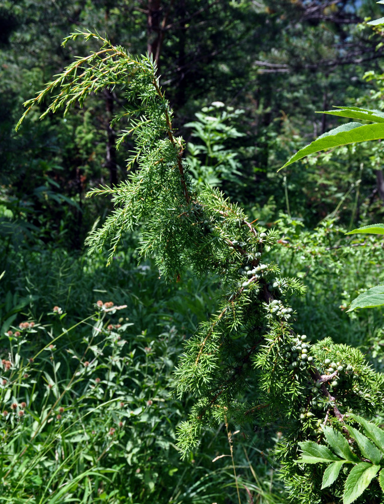 Image of genus Juniperus specimen.