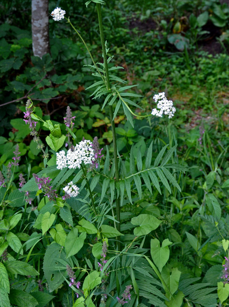 Изображение особи род Valeriana.