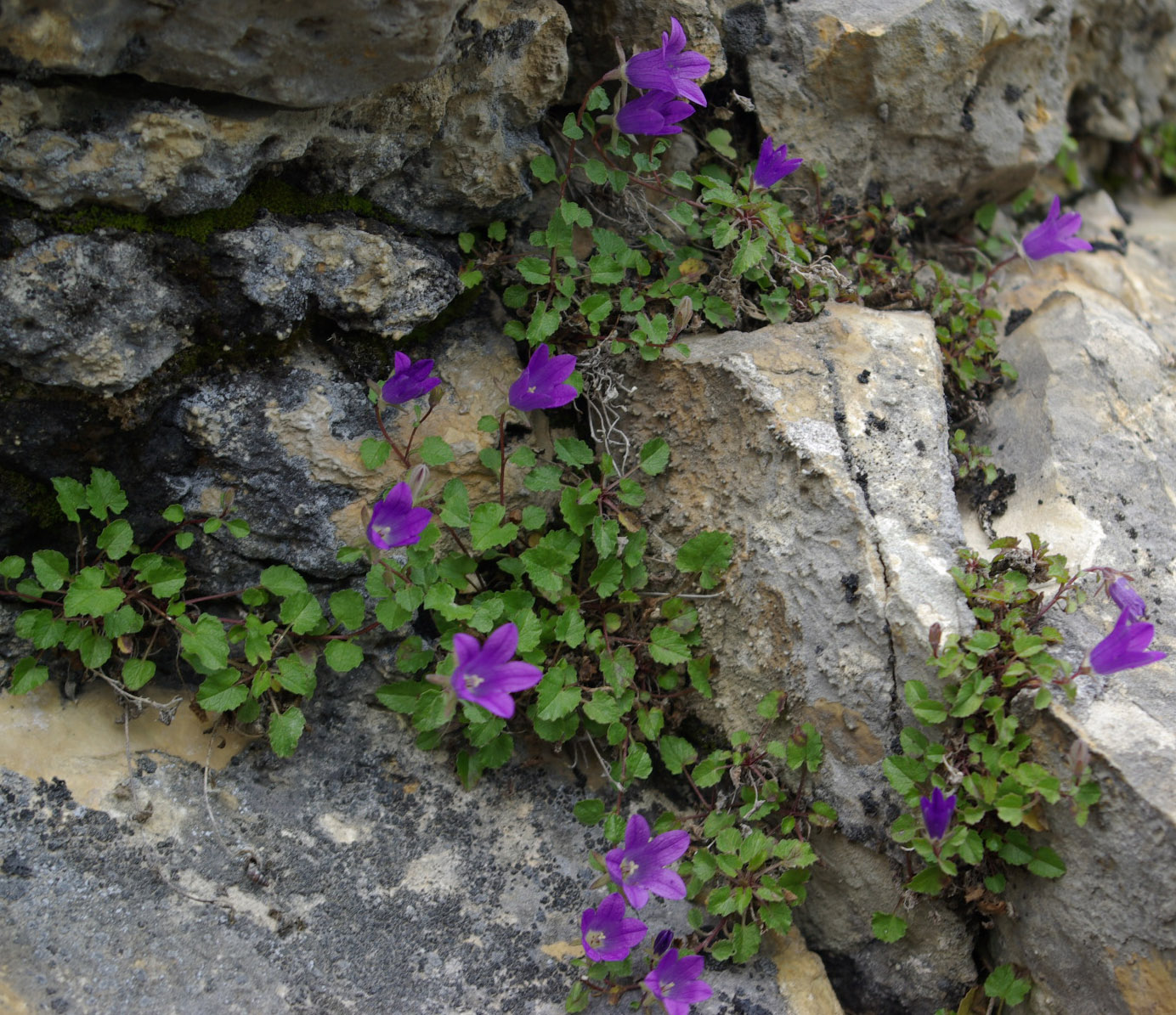 Изображение особи Campanula andina.