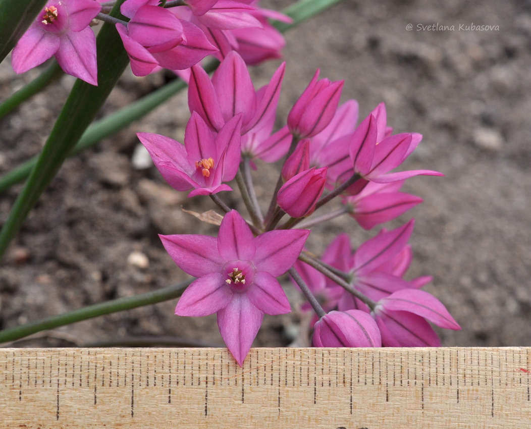 Image of Allium oreophilum specimen.