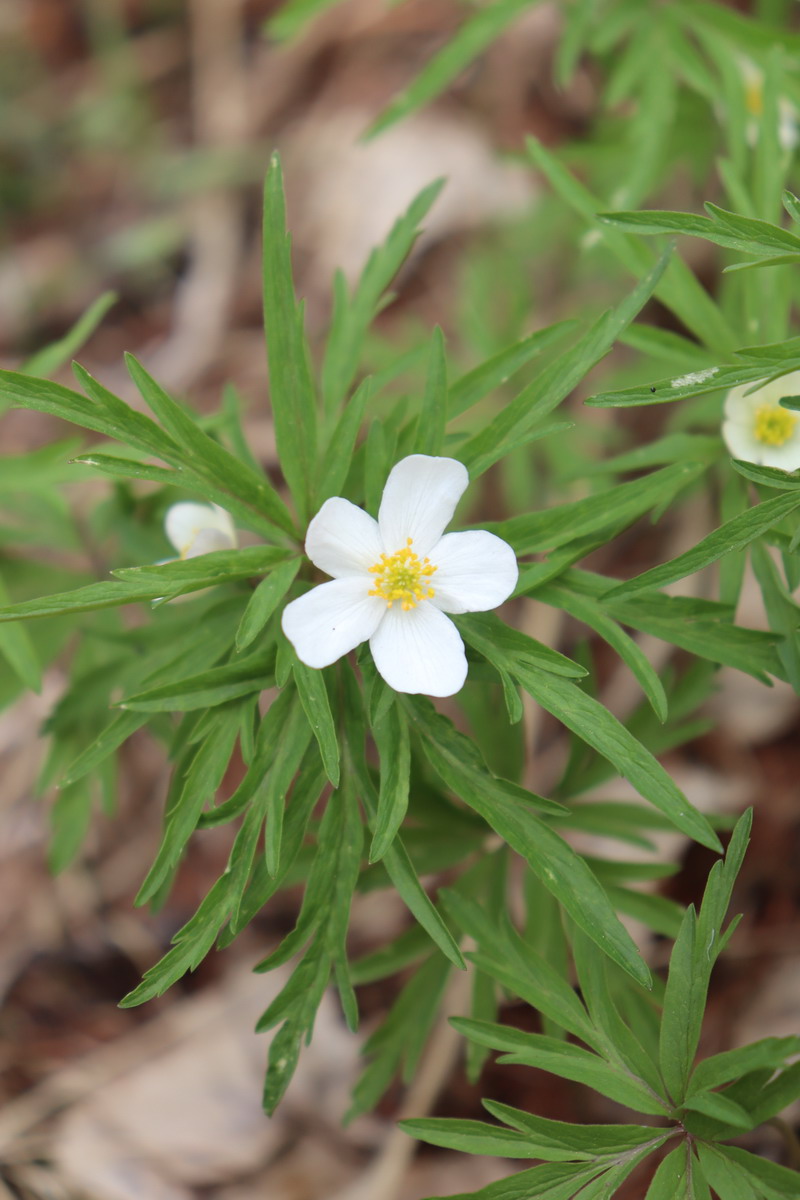 Изображение особи Anemone caerulea.