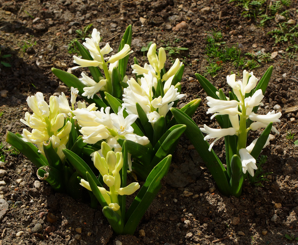 Изображение особи Hyacinthus orientalis.