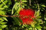 Callistemon phoeniceus. Побег с отцветающим соцветием. Краснодарский край, МО город-курорт Сочи, Адлерский р-н, окр. океанариума, в озеленении. 4 октября 2019 г.