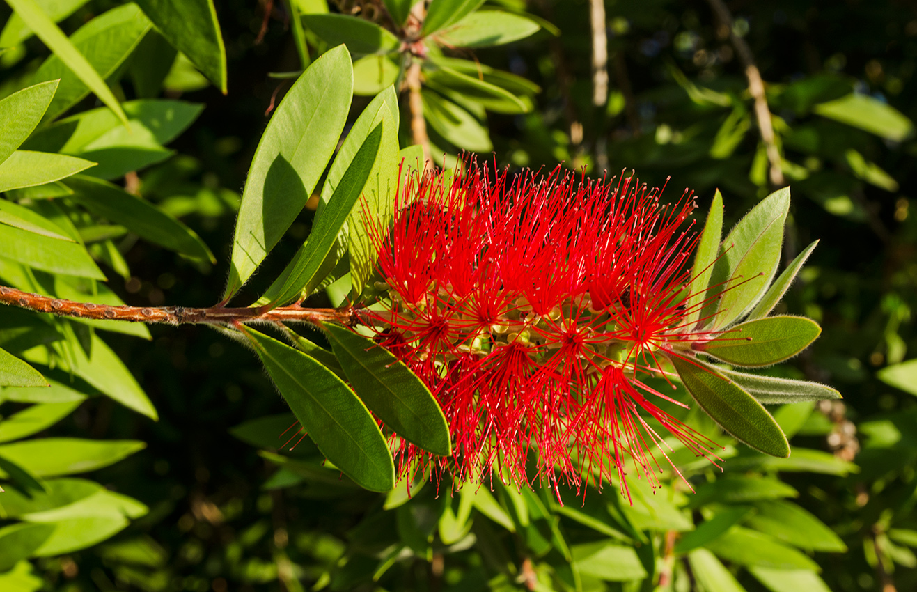 Каллистемон фото и описание кустарника Callistemon phoeniceus - Image of an specimen - Plantarium