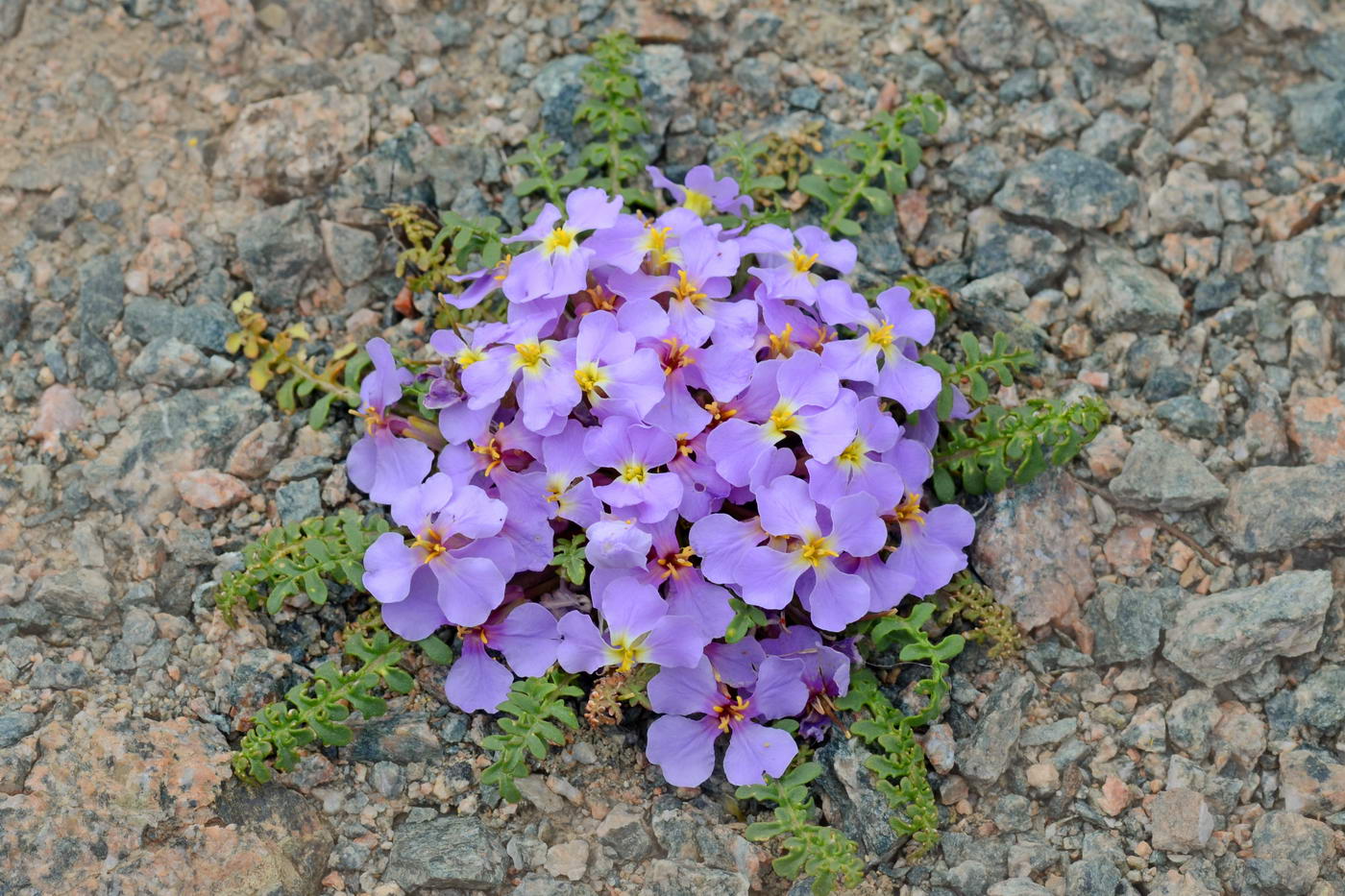 Image of Chorispora bungeana specimen.