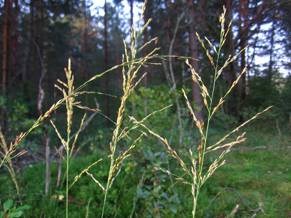 Image of Molinia caerulea specimen.