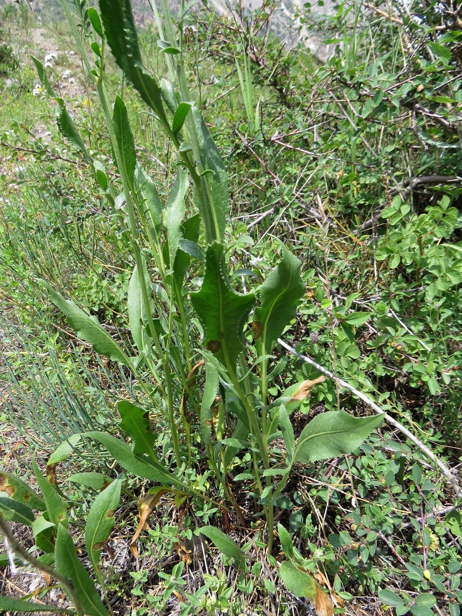 Image of Rhaponticoides modesti specimen.