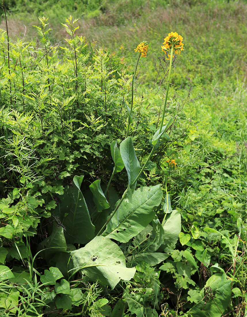 Image of Ligularia schmidtii specimen.