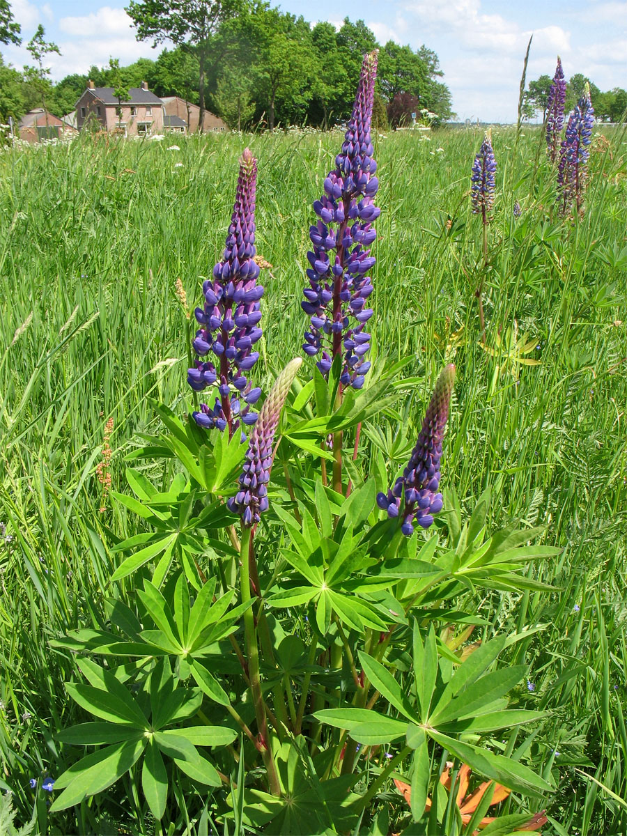 Изображение особи Lupinus polyphyllus.