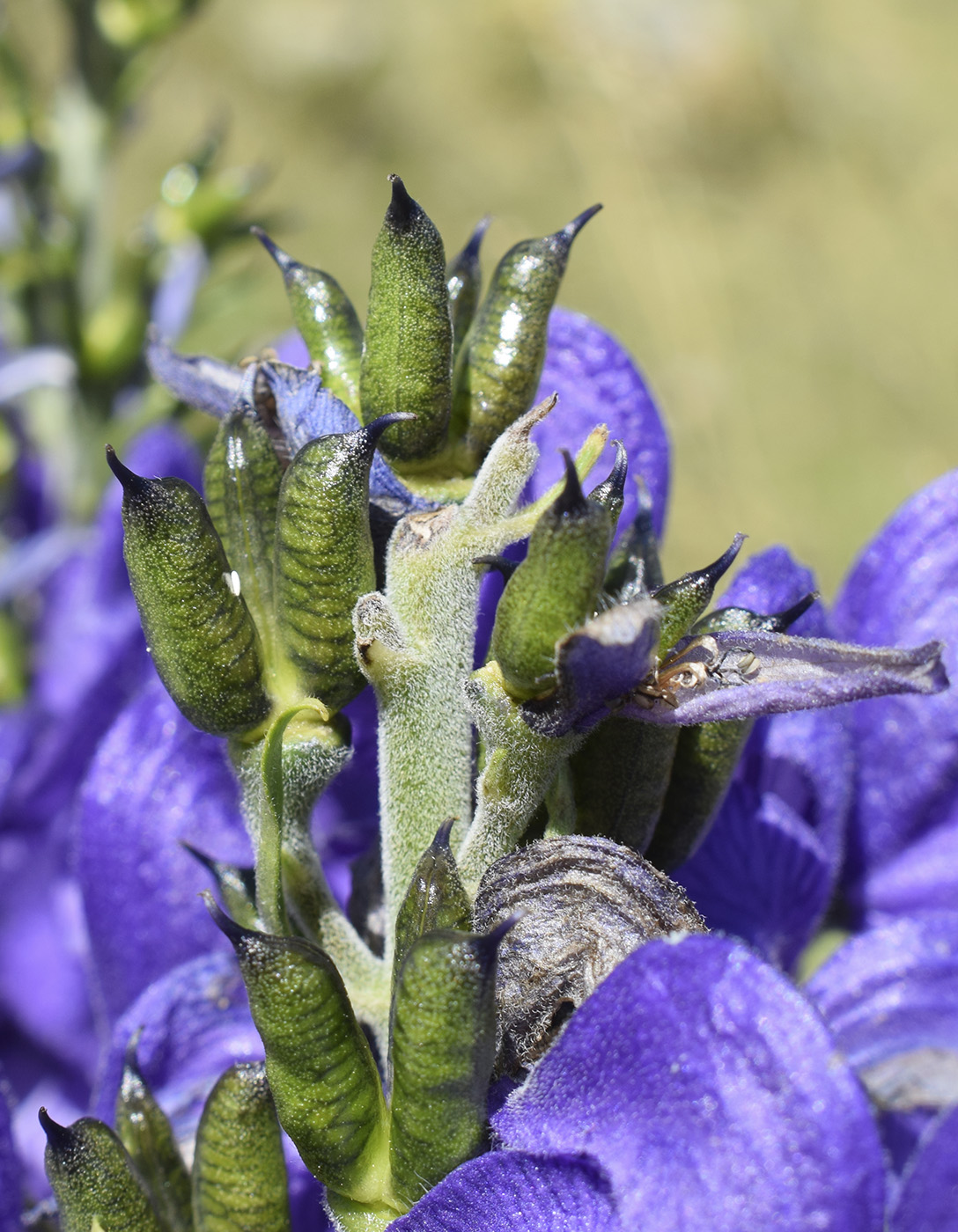 Image of Aconitum napellus ssp. vulgare specimen.