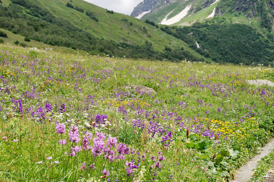 Изображение особи Betonica macrantha.