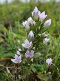 View full-size image Gentianella biebersteinii