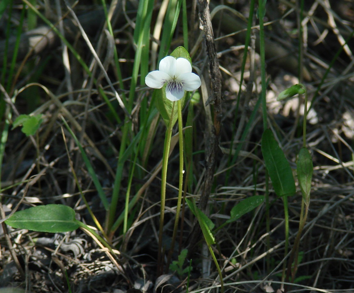 Image of Viola patrinii specimen.