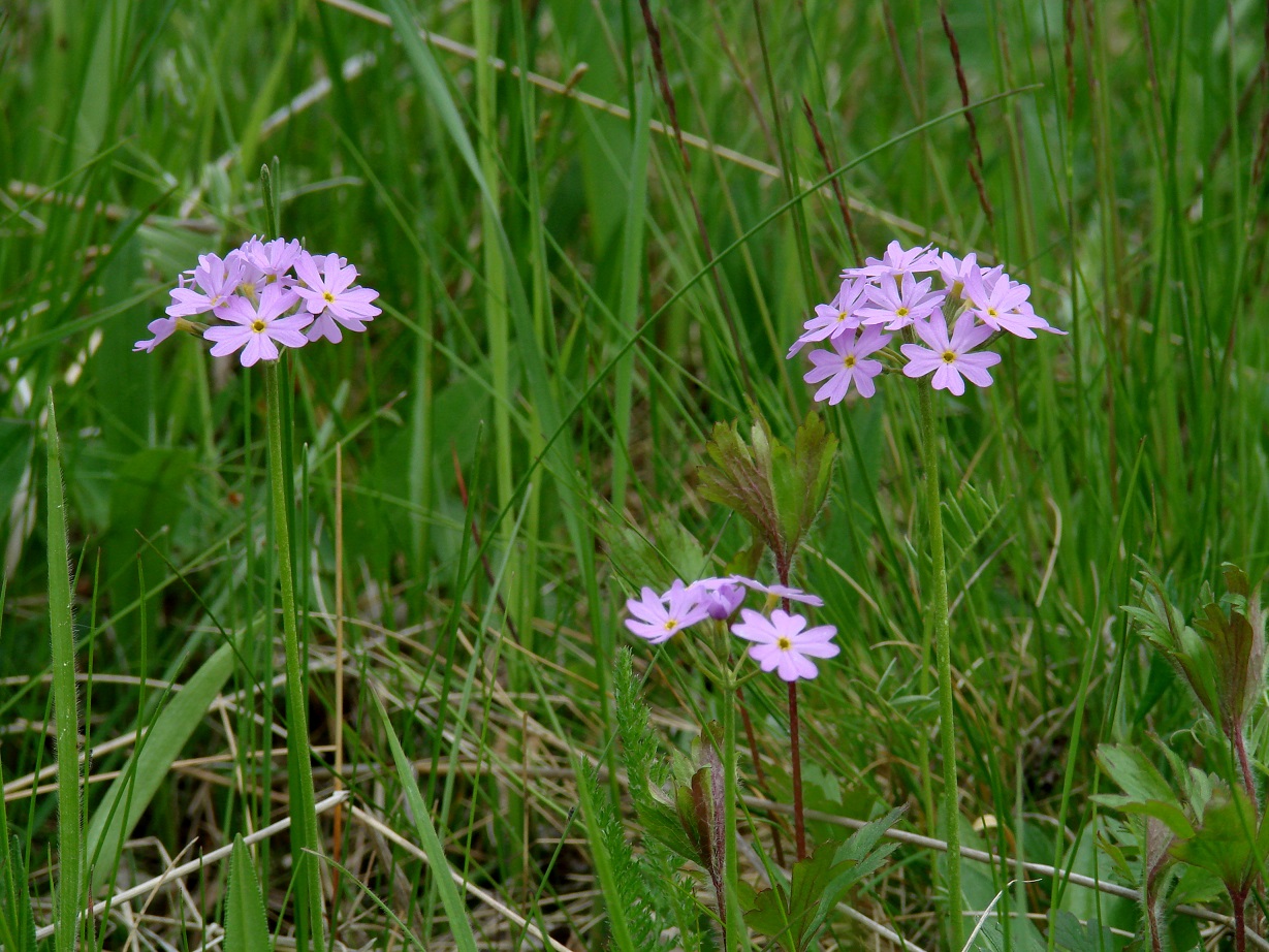 Image of Primula farinosa specimen.