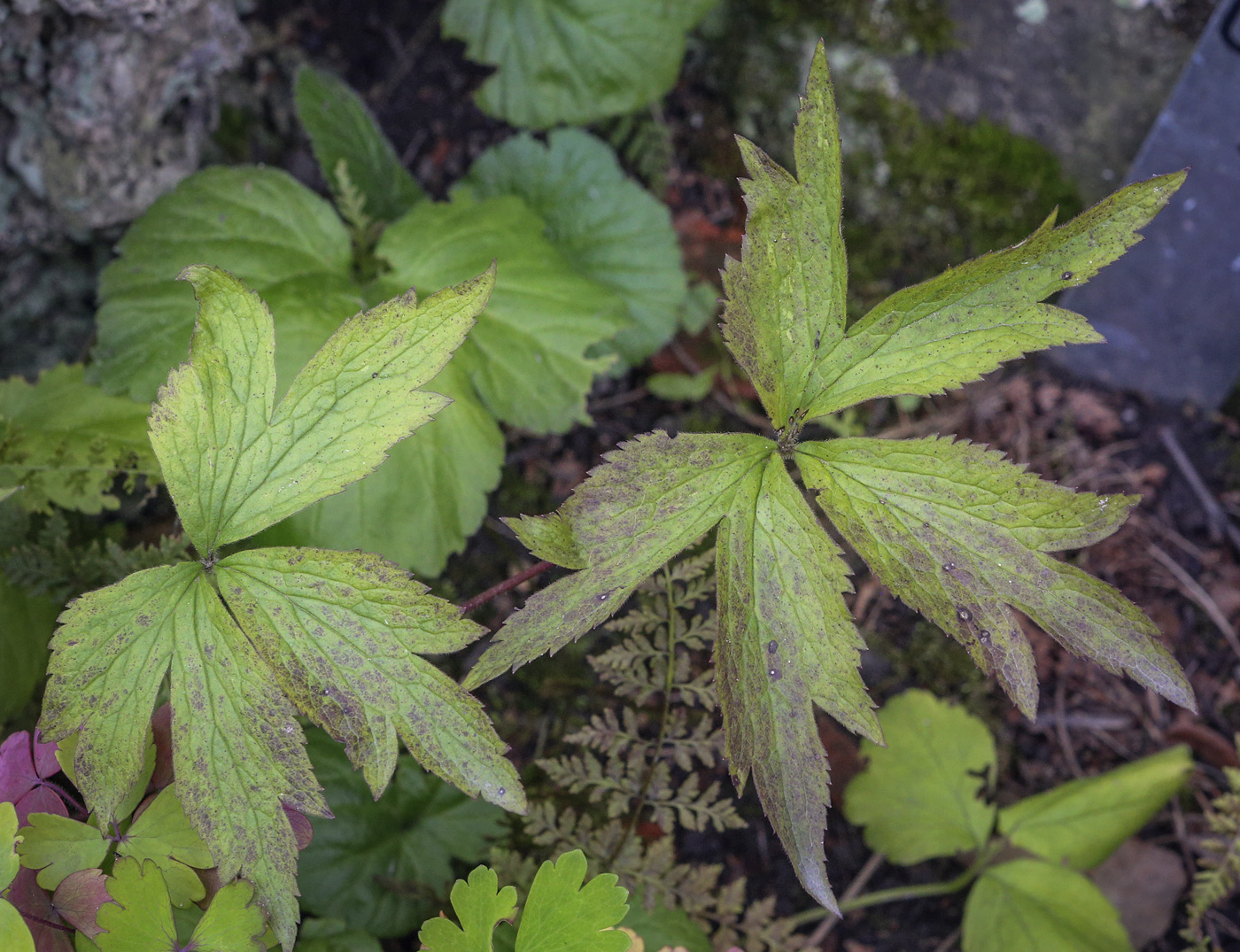 Image of genus Anemone specimen.