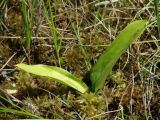 Smilacina trifolia. Вегетирующее растение. Иркутская обл., Слюдянский р-н, окр. мыса Шаманский, сфагновое болото с низкорослыми кустарниками. 02.07.2020.