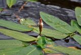 Persicaria amphibia. Соцветие с сидящим насекомым и листья. Тверская обл., Кашинский гор. округ, долина р. Медведица, в воде. 11.07.2020.