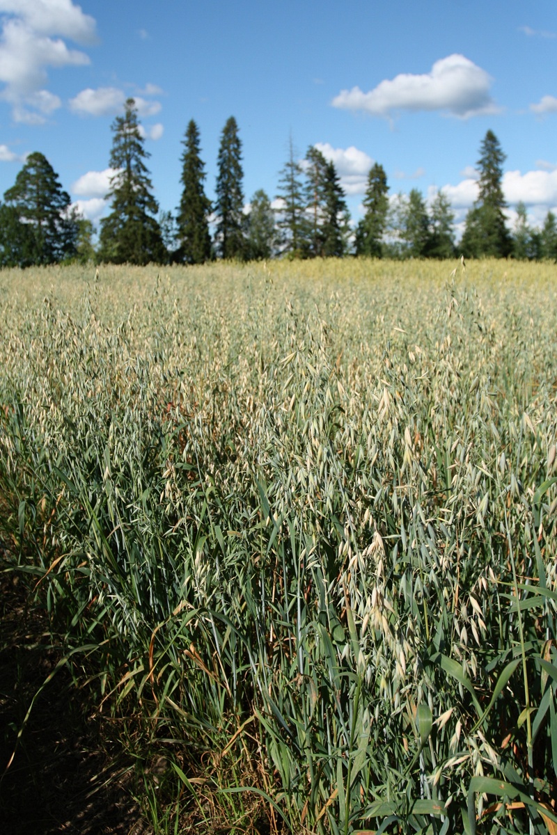 Image of Avena sativa specimen.