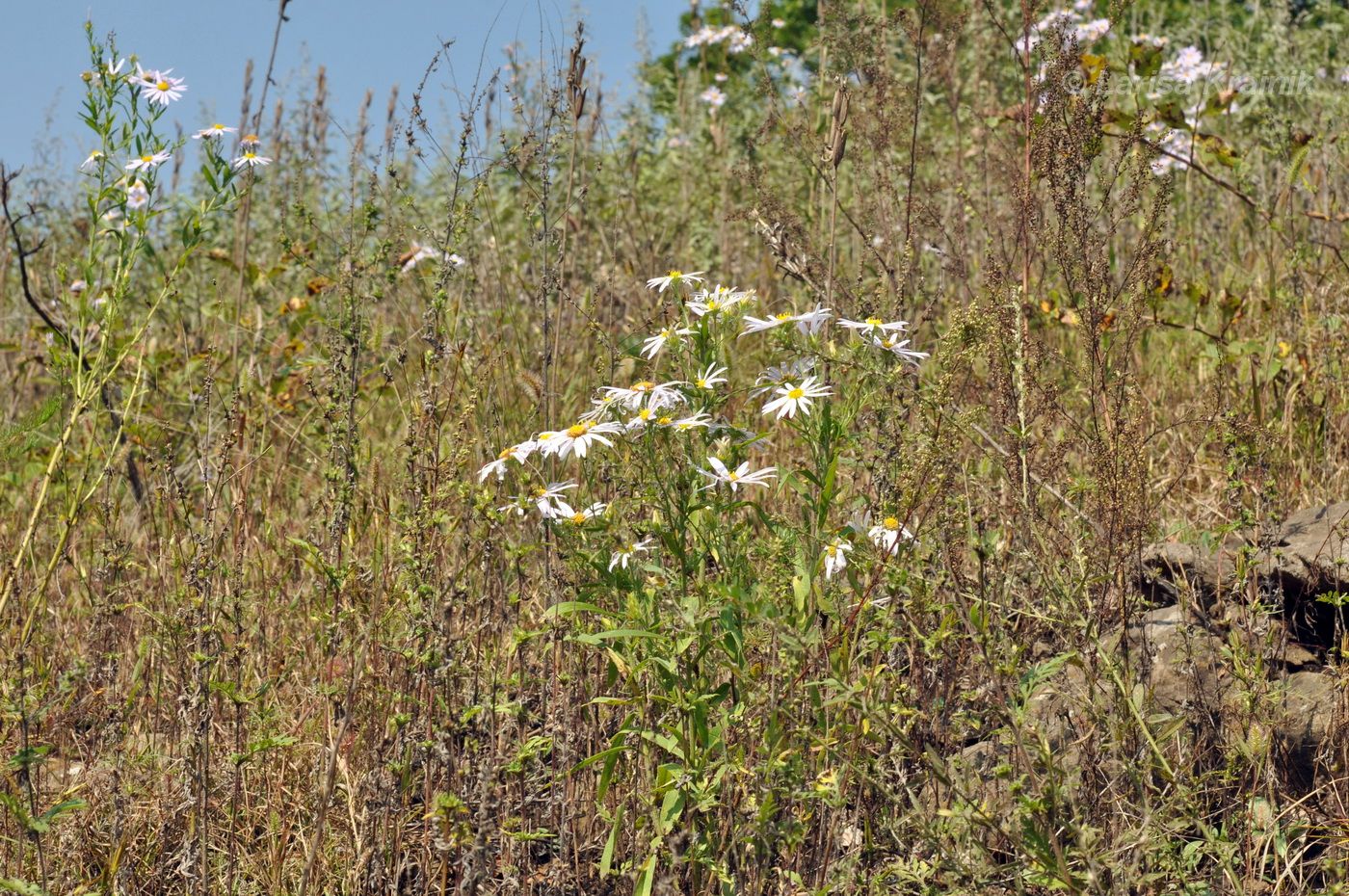 Image of familia Asteraceae specimen.