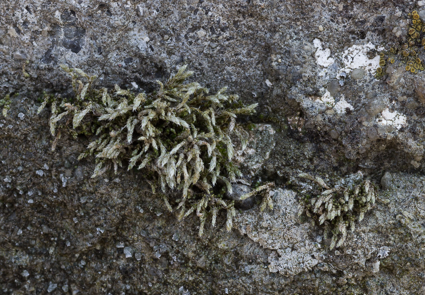 Изображение особи Hedwigia ciliata.