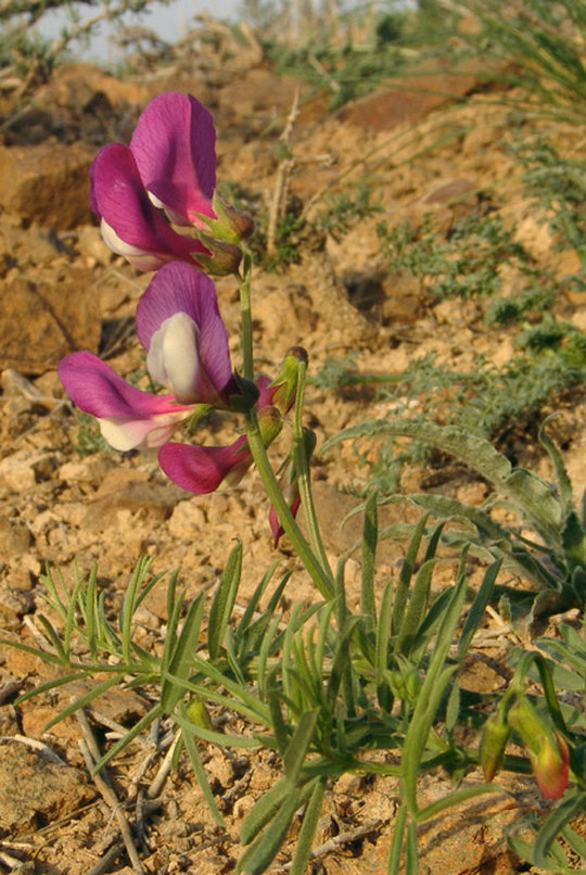 Image of Vicia subvillosa specimen.