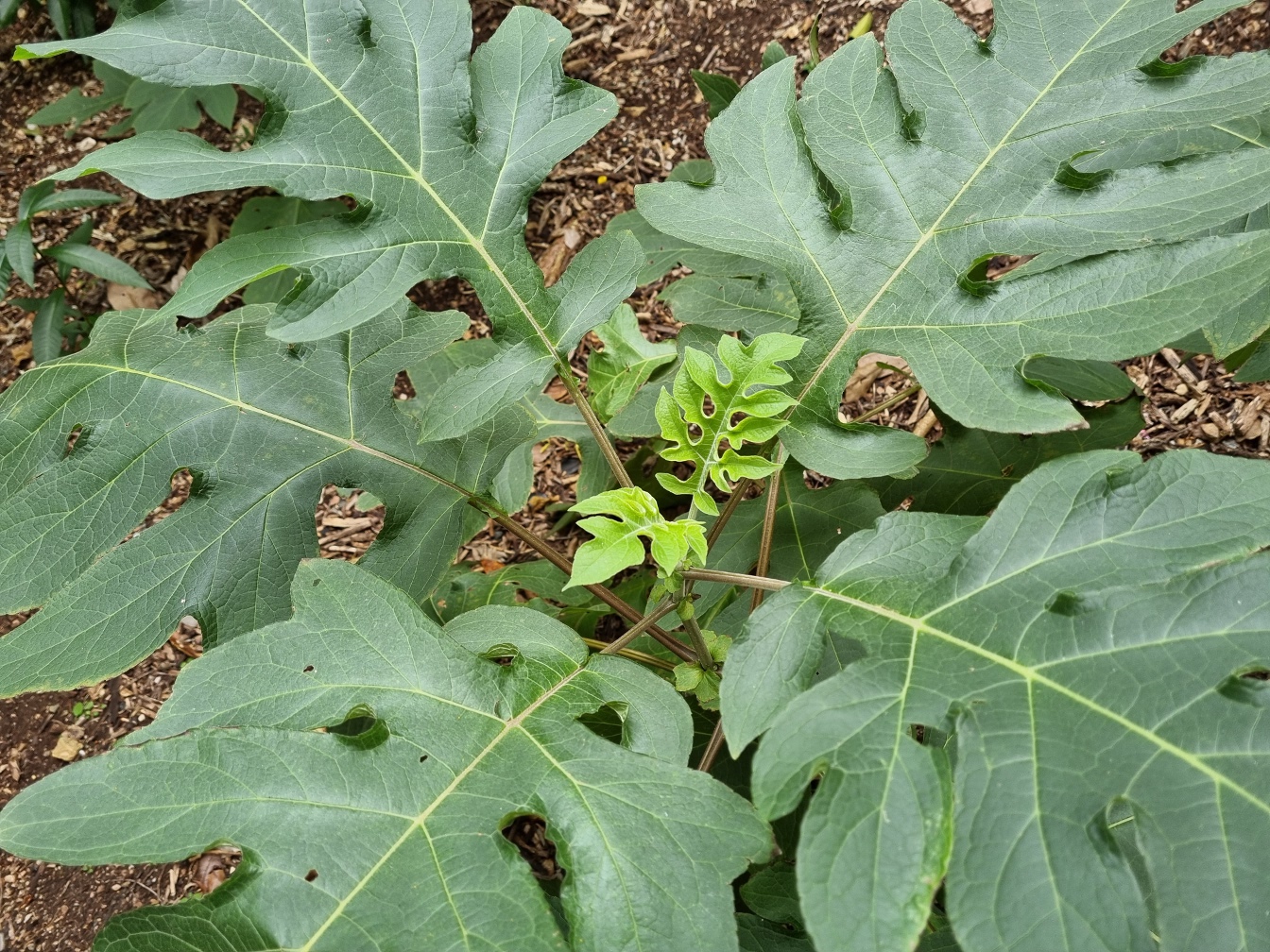 Image of Montanoa grandiflora specimen.