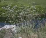 Gypsophila altissima