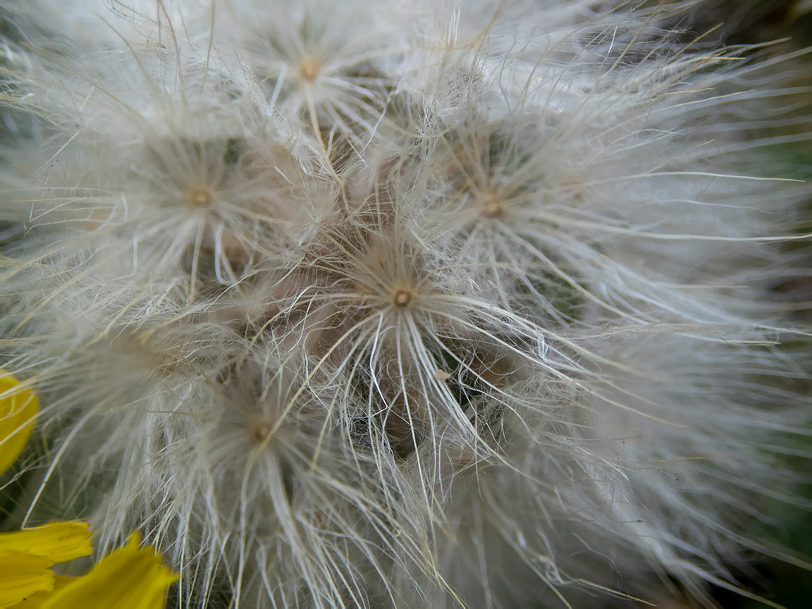 Image of Scorzonera cana specimen.