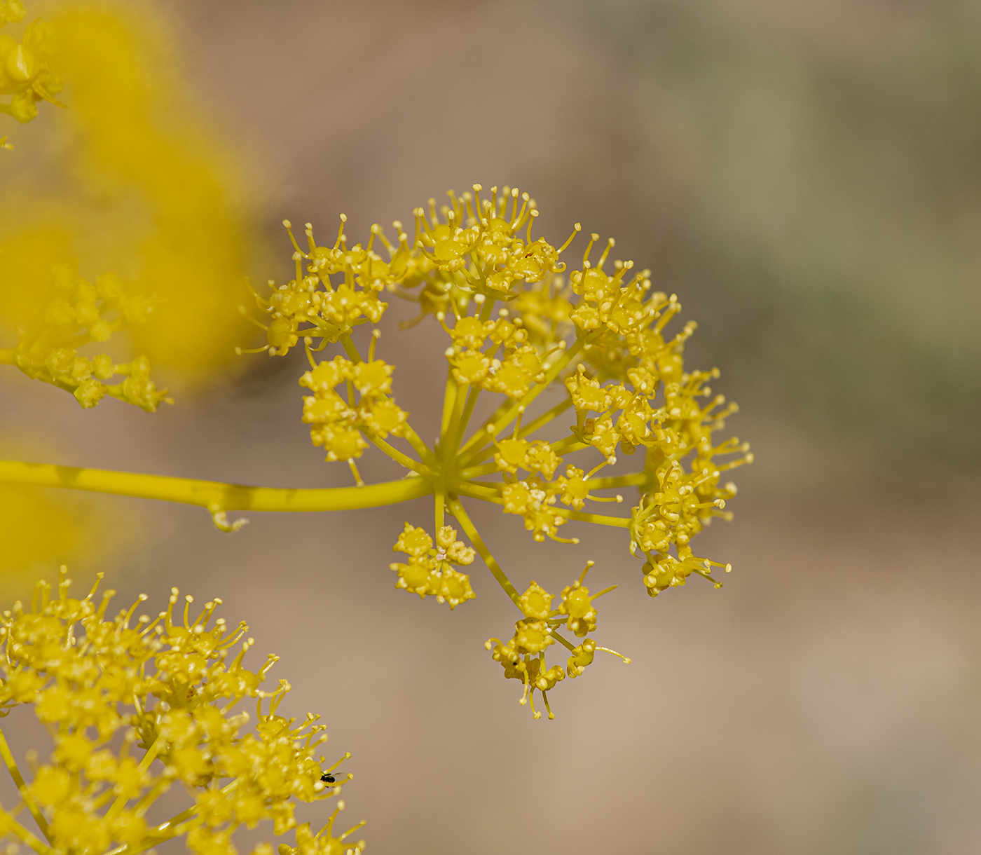 Изображение особи род Ferula.