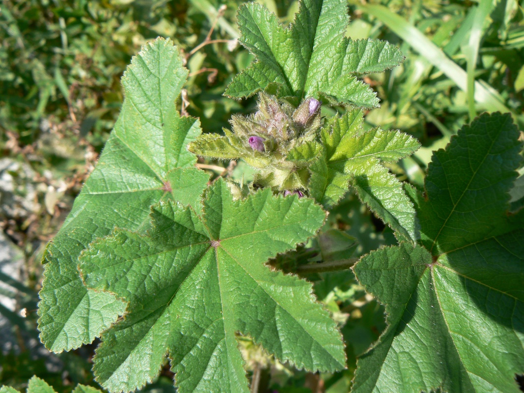 Изображение особи семейство Malvaceae.