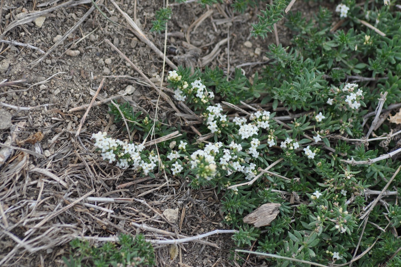 Изображение особи Galium vartanii.