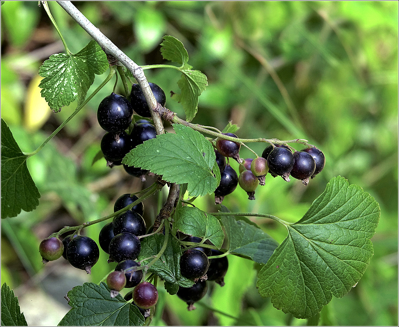 Изображение особи Ribes nigrum.