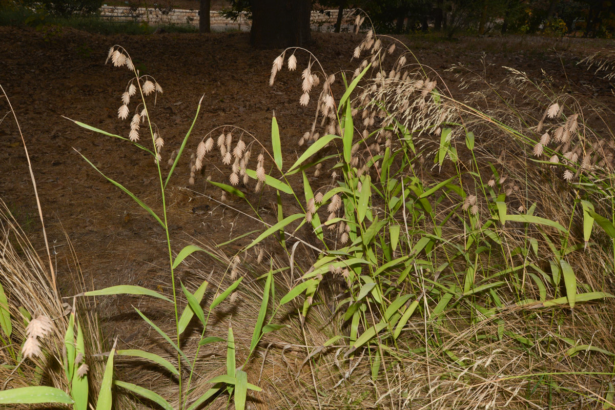 Image of Chasmanthium latifolium specimen.