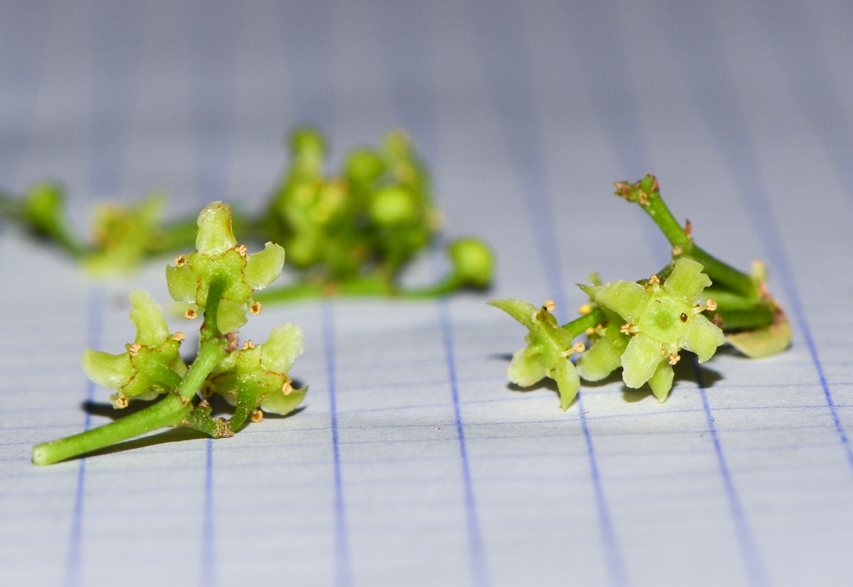 Image of genus Elaeodendron specimen.